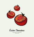 Tomato vegetable vector isolate. Red half cutted tomatoes. Vegetables hand drawn illustration. Trendy food vegetarian