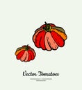 Tomato vegetable vector isolate. Red whole tomatoes. Vegetables hand drawn illustration. Trendy food vegetarian Royalty Free Stock Photo