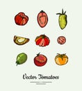 Tomato vegetable vector isolated set. Red yellow green whole cutted sliced tomatoes. Vegetables hand drawn illustration