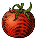 Tomato Vegetable Vintage Woodcut Illustration Royalty Free Stock Photo