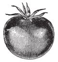 Tomato vintage illustration