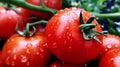 Tomato with waterdrop in the garden Generative ai Royalty Free Stock Photo