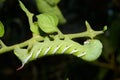 Tomato Worm Royalty Free Stock Photo
