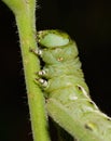 Tomato Worm Royalty Free Stock Photo