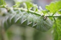 Tomato worm on plant Royalty Free Stock Photo