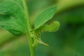 Tomato Worm on tomato plant Royalty Free Stock Photo