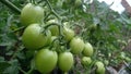 tomato wow coll and very beuatiful Royalty Free Stock Photo
