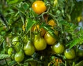 Tomato Yellow drop. Fresh natural organic pear shaped tomatoes growing on a branch in the garden. Royalty Free Stock Photo
