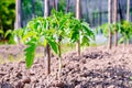 Tomato. A young plant after transplanting seedlings into the open ground