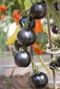 Tomato Zemba cocktail variety in the greenhouse of the farm, exotic color dark purple color