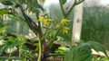 Tomatoe in bloom in greenhouse