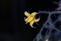 Tomatoe Flower at Night