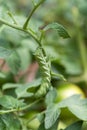 Tomatoe Horn Worm Hanging on Tomato Plant Royalty Free Stock Photo