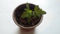 Tomatoe plant growing inside after six weeks with big leaves Royalty Free Stock Photo