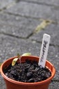 Tomatoe Plant Seedling