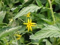 Tomatoe yellow flower in the grass