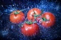 Tomatoes Royalty Free Stock Photo