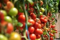 Tomatoes Royalty Free Stock Photo