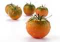 Tomatoes Royalty Free Stock Photo