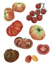 Selection of tomatoes illustrated on white background, cherry, plum, beef tomatoes Royalty Free Stock Photo