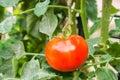 Tomatoes agriculture plant