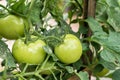 Tomatoes agriculture plant