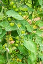 Tomatoes agriculture plant