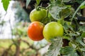 Tomatoes agriculture plant