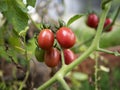 Tomatoes agriculture vegetable plant food organic