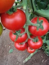 Tomatoes on Almeria greenhouse. Royalty Free Stock Photo