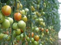 Tomatoes on Almeria greenhouse. Royalty Free Stock Photo