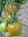 Tomatoes on Almeria greenhouse. Royalty Free Stock Photo