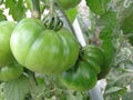 Tomatoes on Almeria greenhouse. Royalty Free Stock Photo