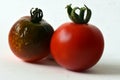 Tomato fruit affected by Anthracnose - a very common disease that can infect the leaves, fruit, and flowers Royalty Free Stock Photo