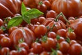 Tomatoes Background with Basil Leaves 5