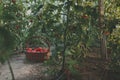 Tomatoes in the basket in greenhouse