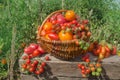 Tomatoes in a basket on the old wooden table Royalty Free Stock Photo