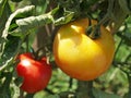 Tomatoes begin to ripen in the garden