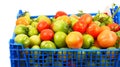 Tomatoes in the blue box Royalty Free Stock Photo