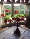 Tomatoes in a bowl