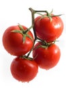 Tomatoes on a branch