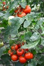 Tomatoes on a branch