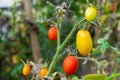 Small yellow and red tomatoes on the branches in the vegetable garden. Royalty Free Stock Photo