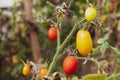 Small yellow and red tomatoes on a branch in the garden. Royalty Free Stock Photo