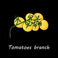 Tomatoes branch on black background. Hand draw illustration