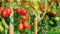 Tomatoes on a branch close-up in a vegetable garden. Red tomatoes grow in raised beds. Growing tomatoes on wooden stakes. Tall