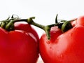 Tomatoes branch connected Royalty Free Stock Photo