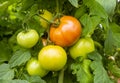 Tomatoes branch field, agriculture Royalty Free Stock Photo