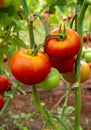 Tomatoes branch field, agriculture Royalty Free Stock Photo