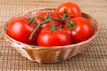 Tomatoes on branch Royalty Free Stock Photo